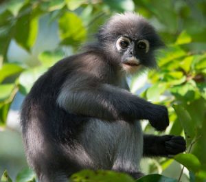 Kaeng-Krachan-National-Park-monkey