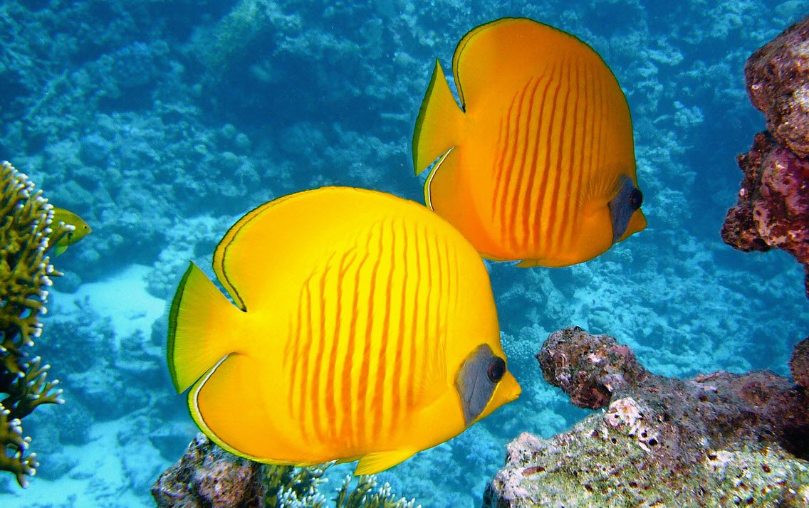 lemon-butterflyfish-diving